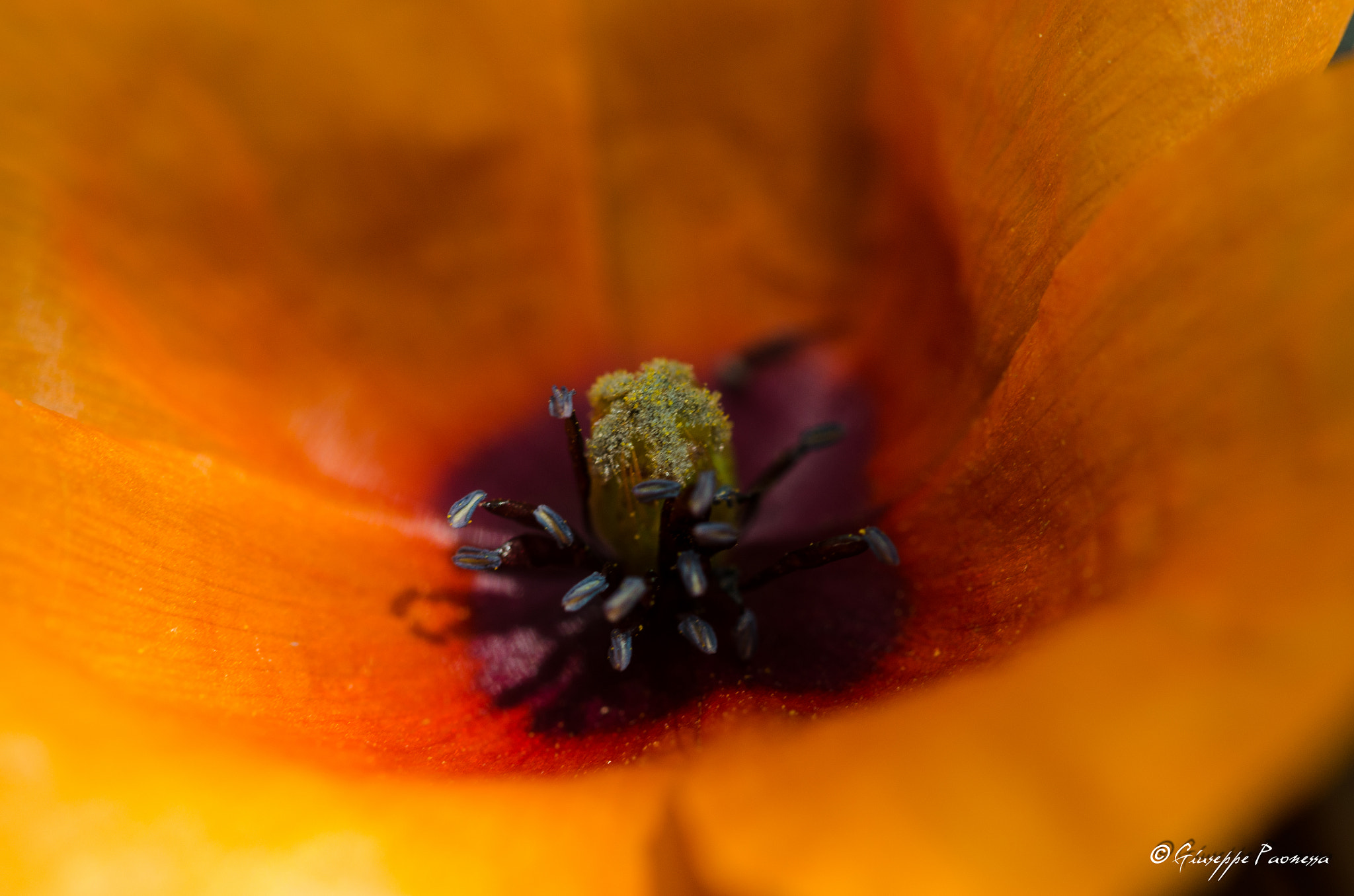 Sigma 105mm F2.8 EX DG OS HSM sample photo. Dsc o photography