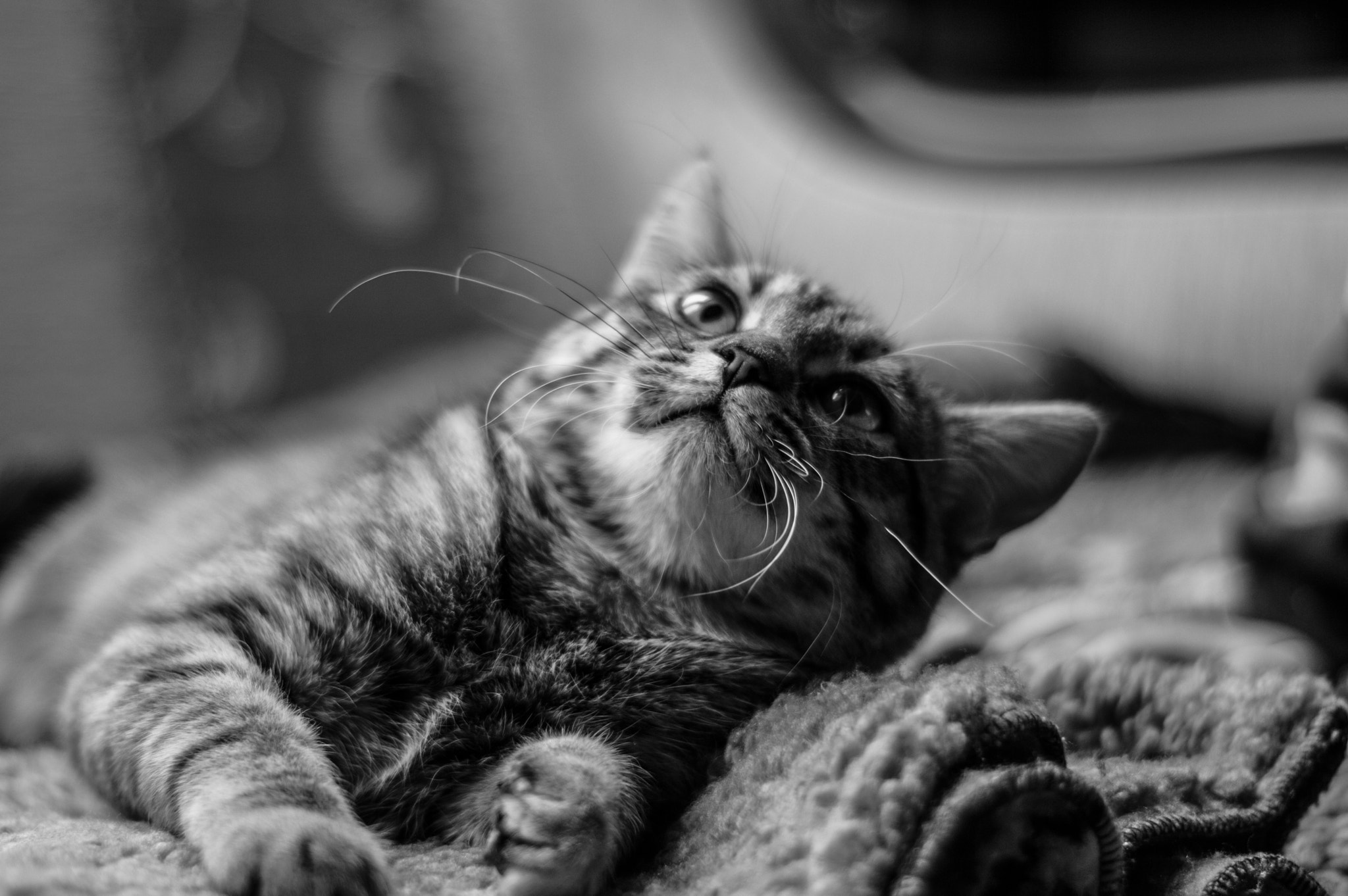 Nikon D3200 sample photo. Beautiful cat photography