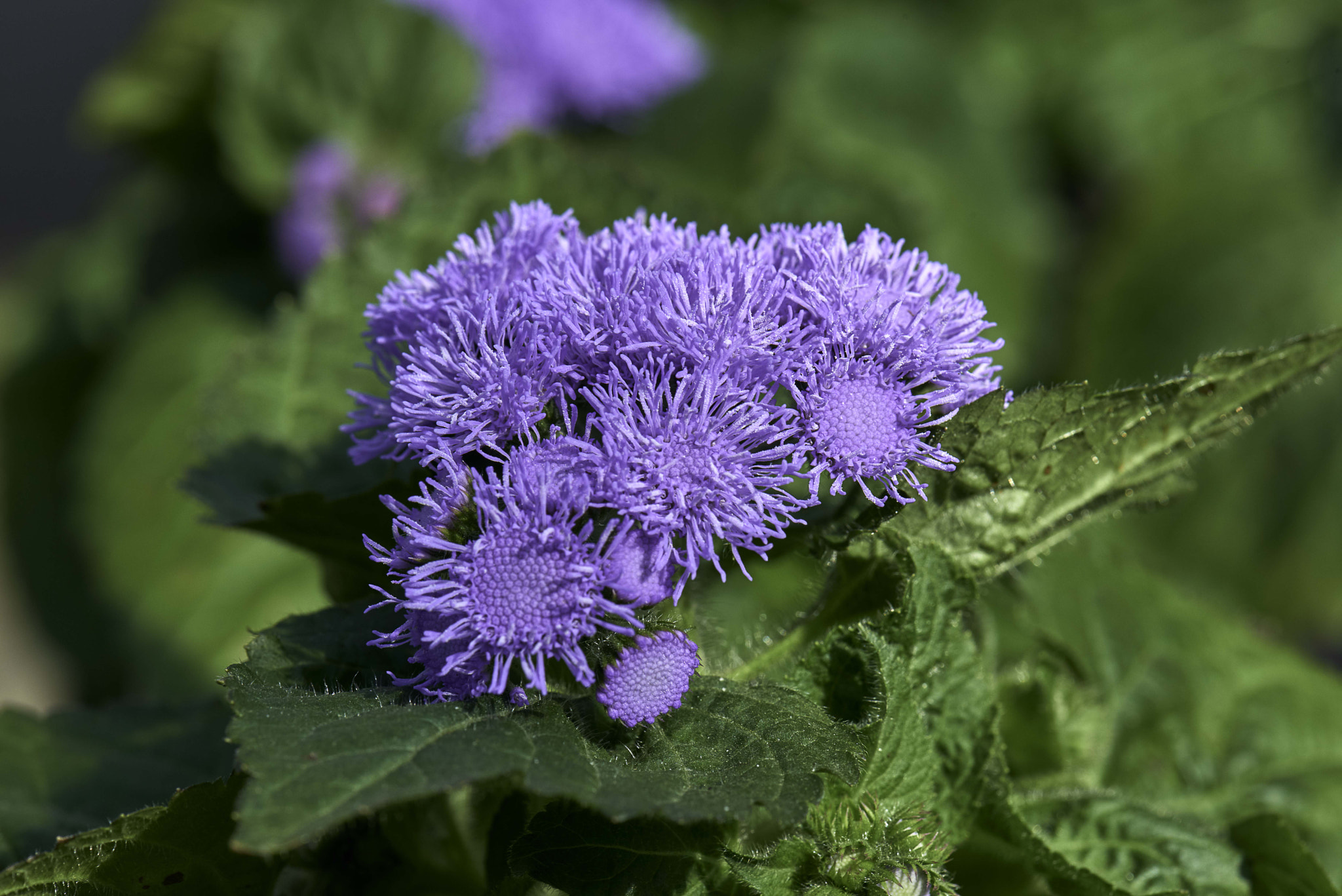 Nikon D800 sample photo. Purple blossom contrasting colors photography