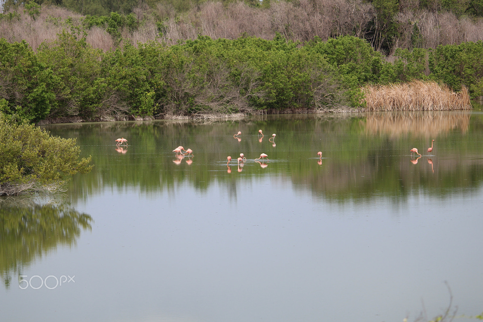 Canon EF-S 55-250mm F4-5.6 IS STM sample photo. Mangrovs photography