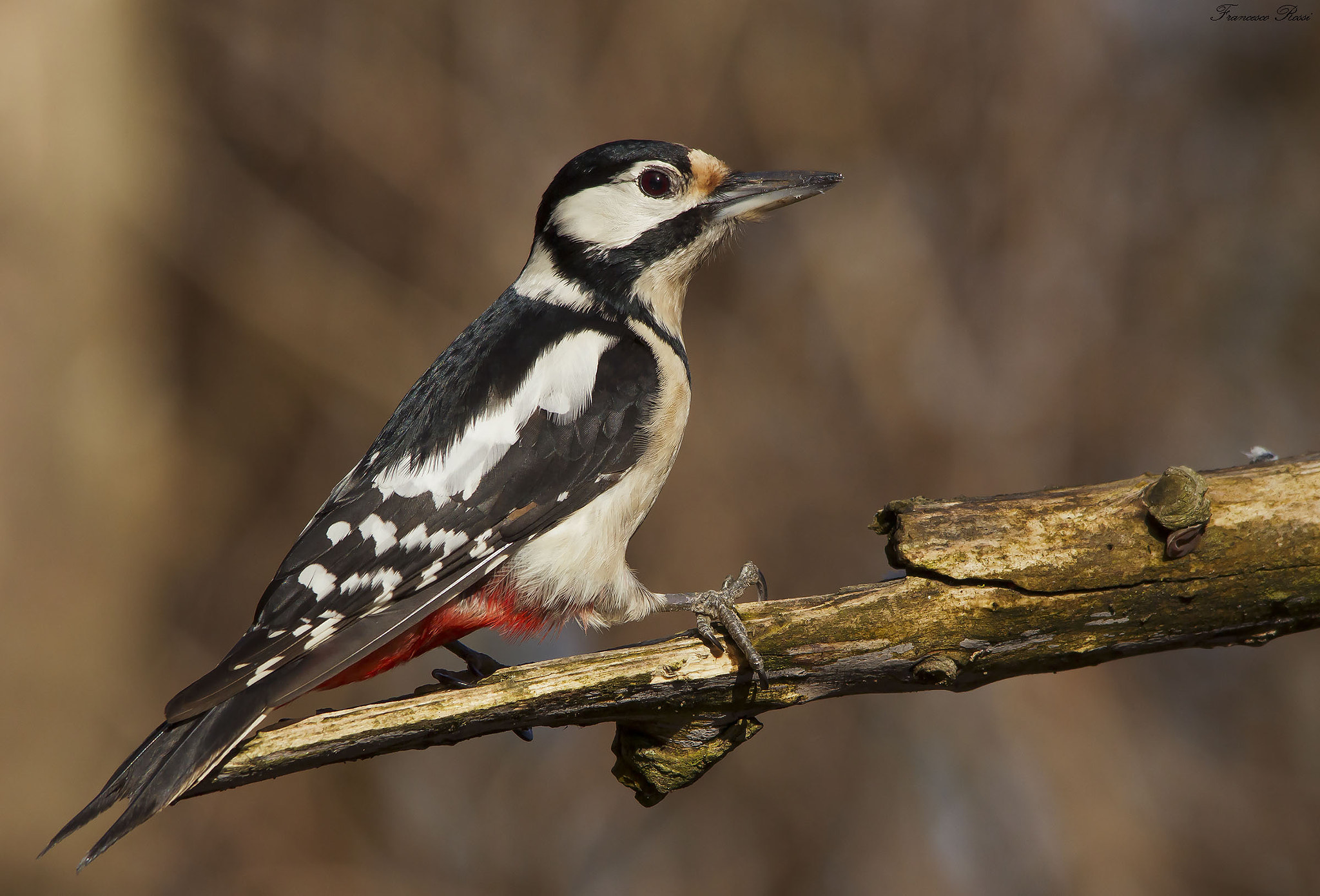Sigma 150-500mm F5-6.3 DG OS HSM sample photo. Great spotted wood pecker, picchio rosso maggiore  photography