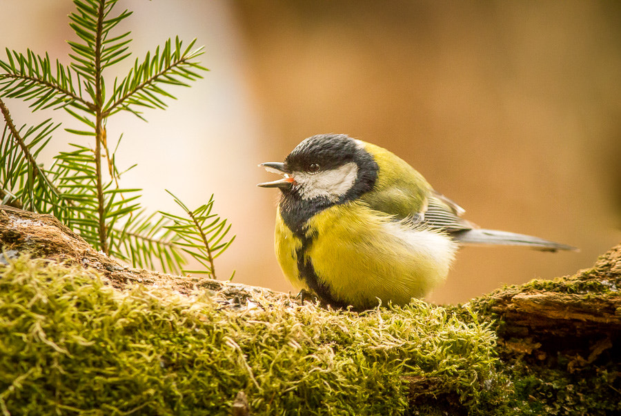 Canon EF 300mm F4L IS USM sample photo. Fat boy ;-) photography
