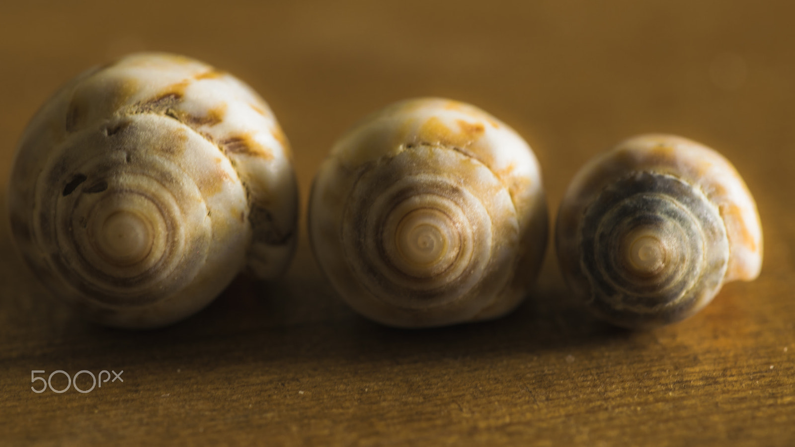Sigma 150mm F2.8 EX DG Macro HSM sample photo. Natural variety photography