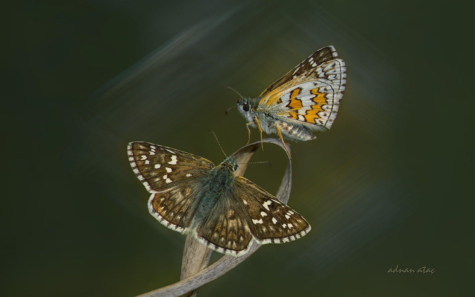 Nikon AF-S Micro-Nikkor 105mm F2.8G IF-ED VR sample photo. Sarı bantlı zıpzıp - pyrgus sidae - yellow banded skipper photography
