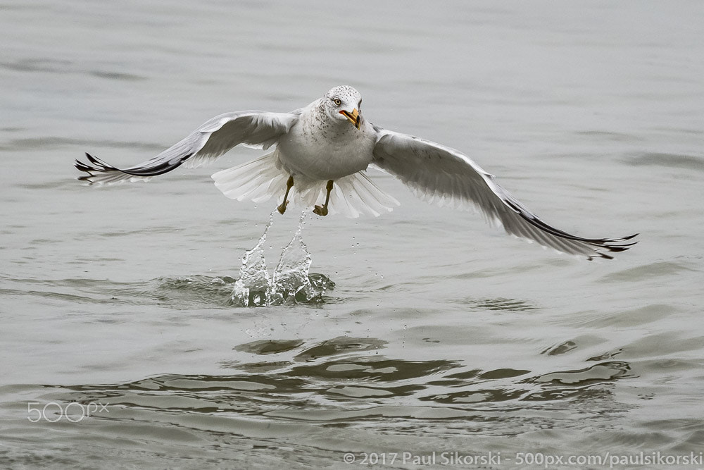 Nikon D500 sample photo. Broken beak's takeoff photography