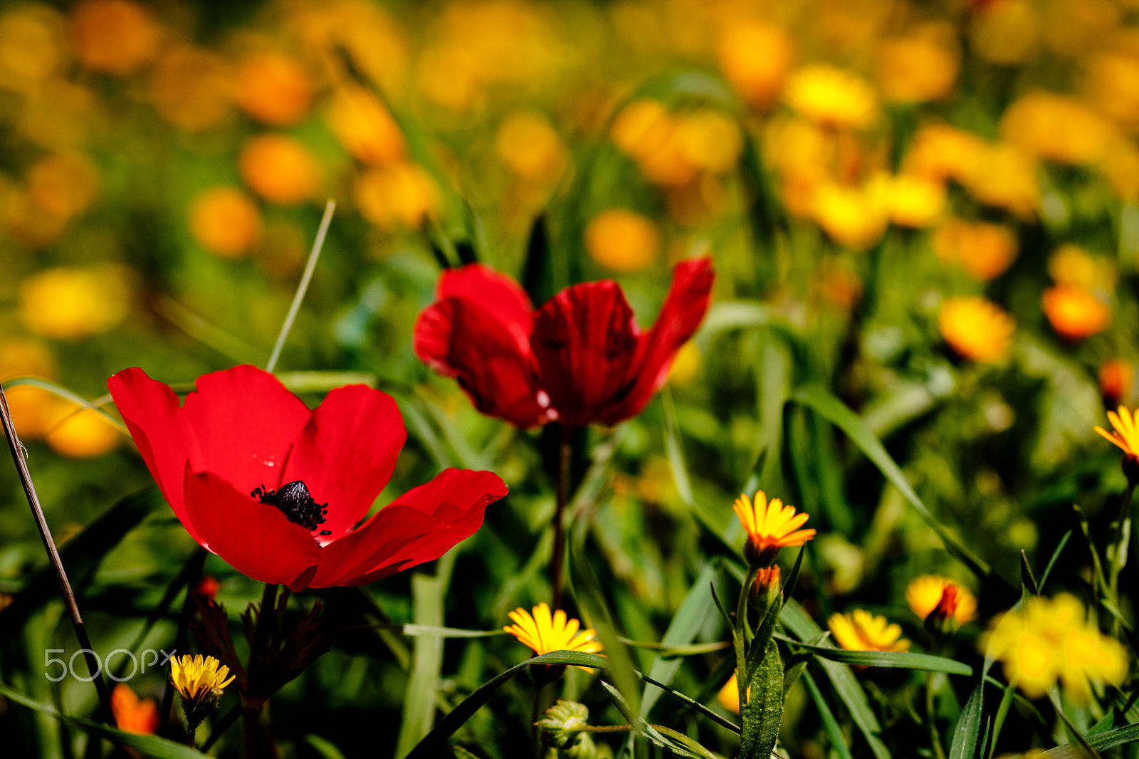 Canon EF 100mm F2.8L Macro IS USM sample photo. Red in a sea of yellow photography