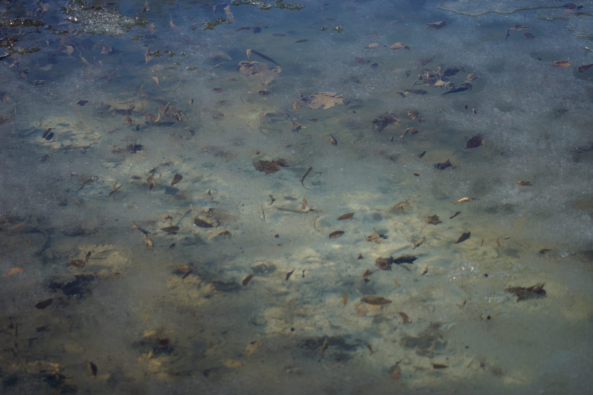 Sony SLT-A65 (SLT-A65V) sample photo. Trapped under ice  photography