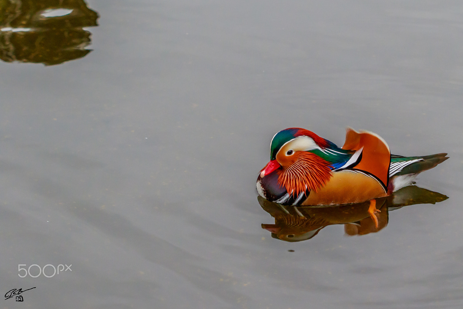 Canon EF 100mm F2.8 Macro USM sample photo. Mandarin hp photography