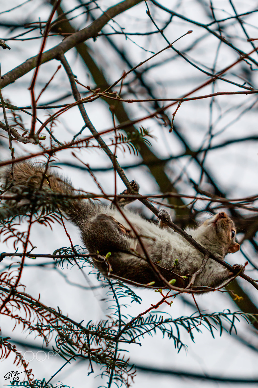 Canon EF 100mm F2.8 Macro USM sample photo. Squirrel hp photography