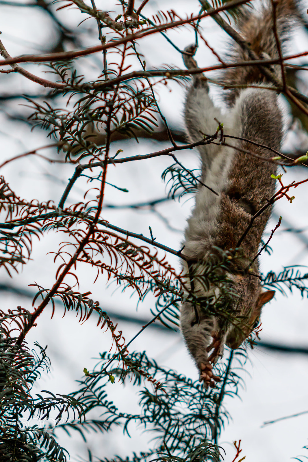 Canon EF 100mm F2.8 Macro USM sample photo. Squirrel hp photography