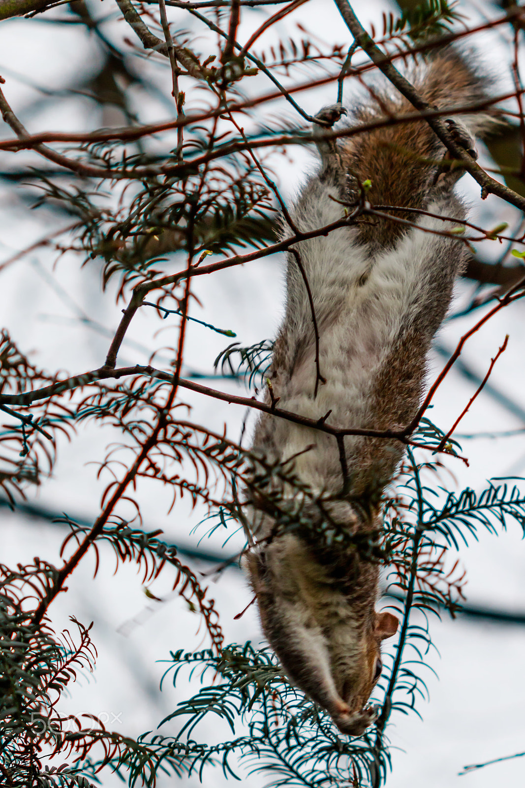 Canon EF 100mm F2.8 Macro USM sample photo. Squirrel hp photography