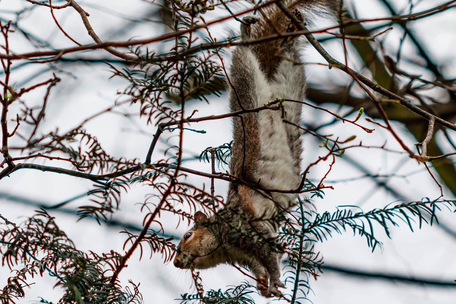 Canon EF 100mm F2.8 Macro USM sample photo. Squirrel hp photography