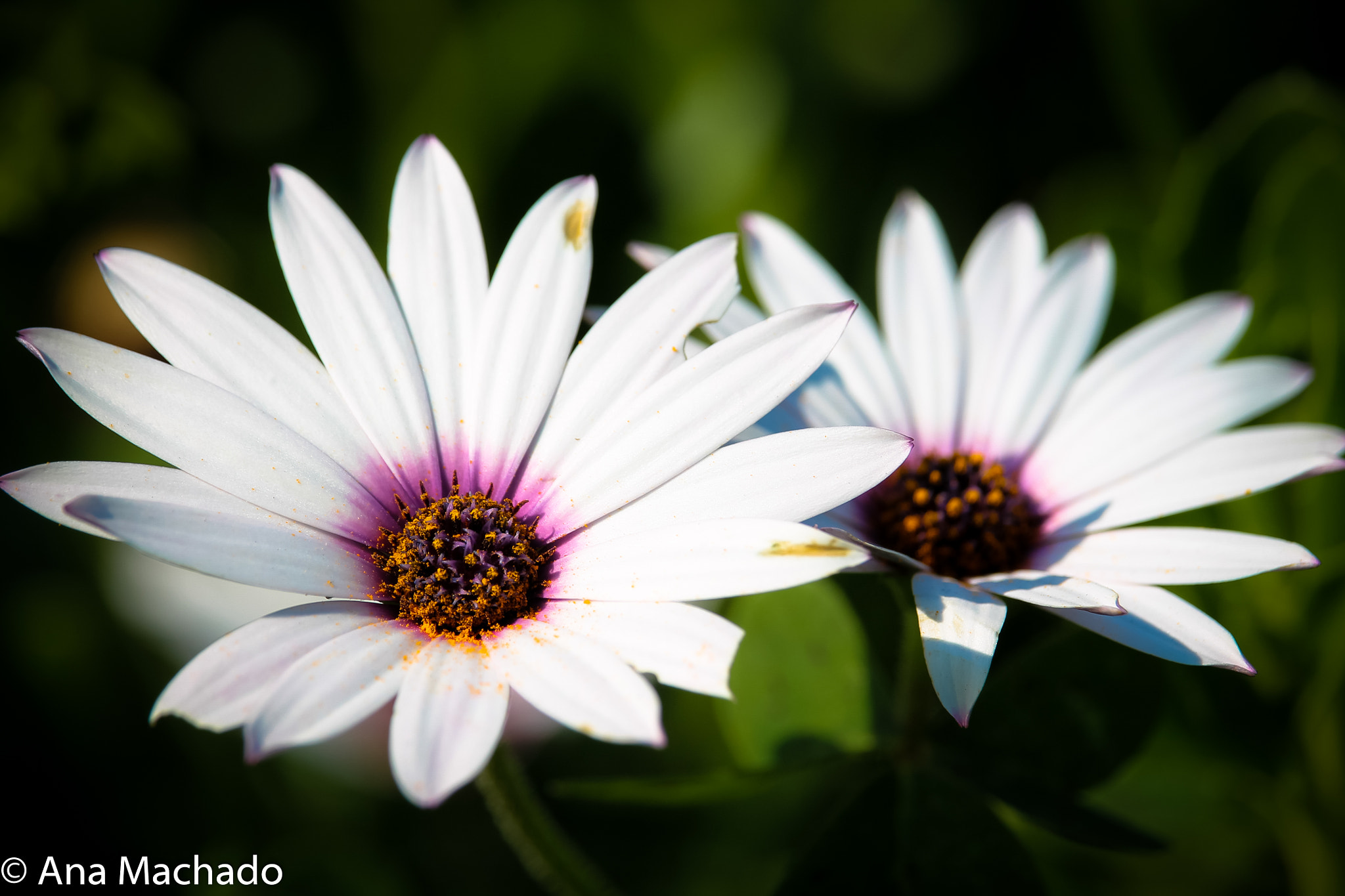 Canon EF-S 55-250mm F4-5.6 IS STM sample photo. Flower - amsterdam v photography