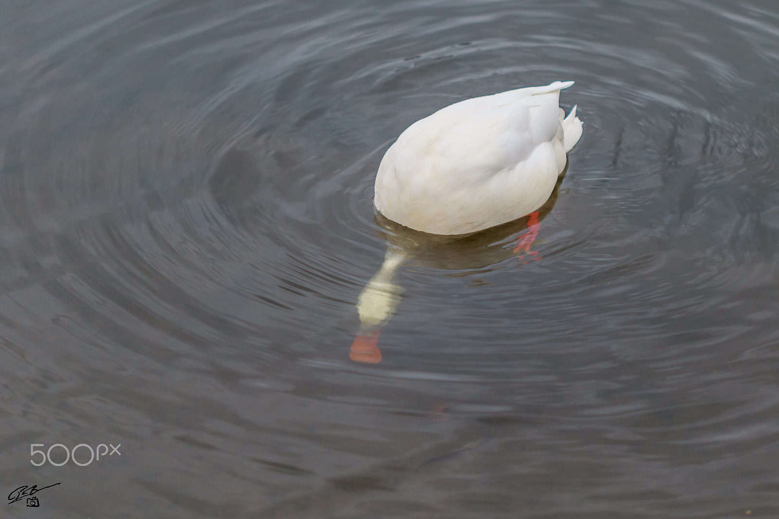 Canon EF 100mm F2.8 Macro USM sample photo. White mallard hp photography