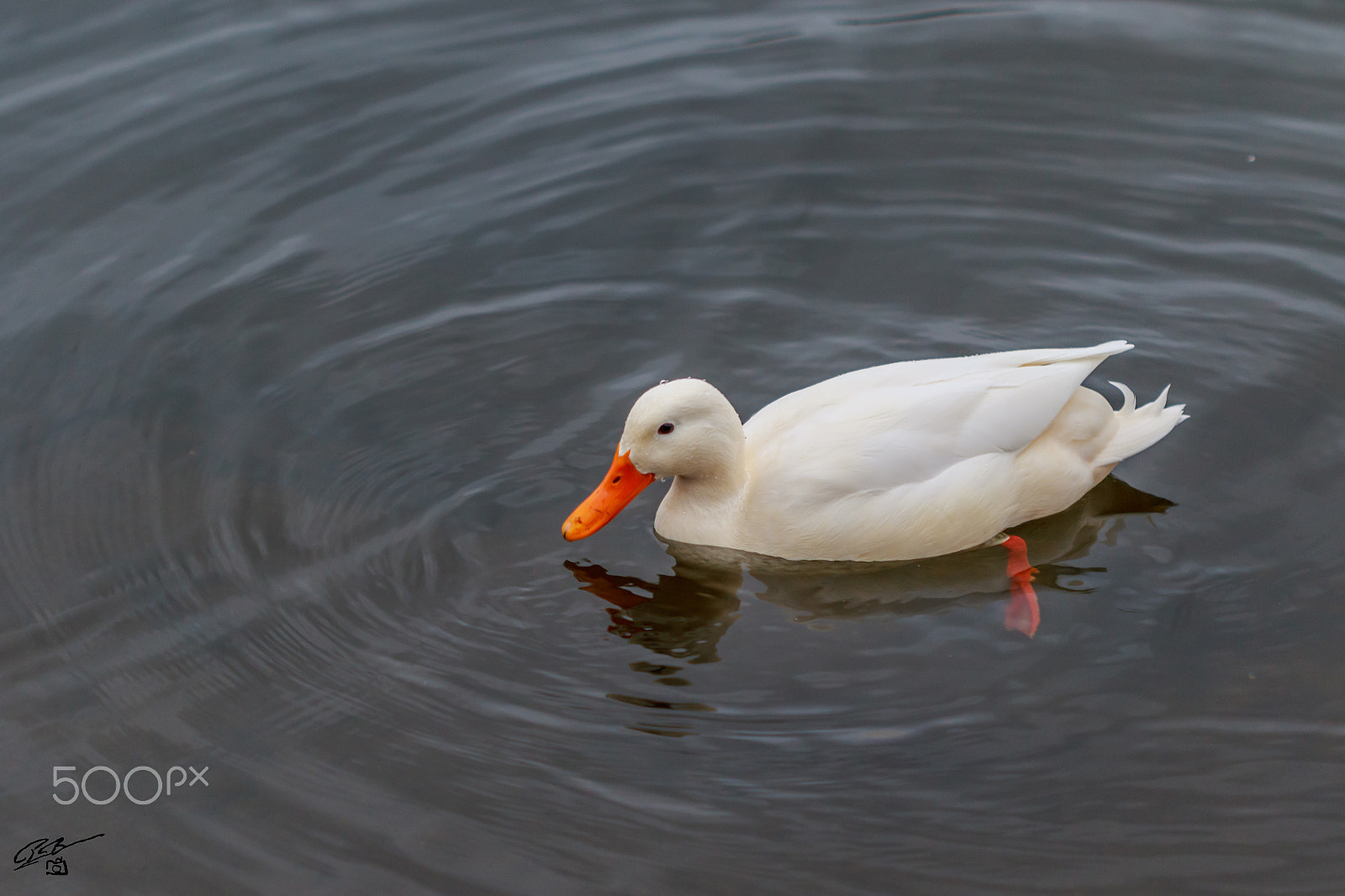 Canon EF 100mm F2.8 Macro USM sample photo. White mallard hp photography