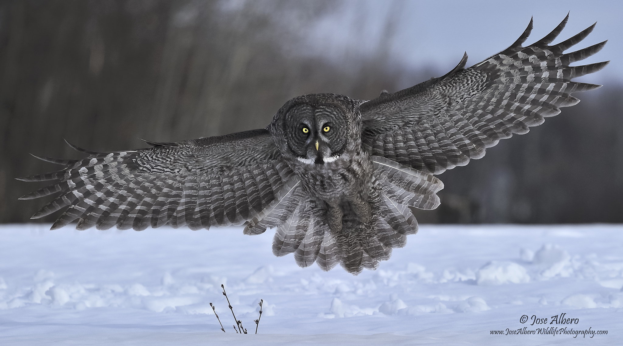 Nikon Nikkor AF-S 300mm F4E PF ED VR sample photo. Great gray owl photography