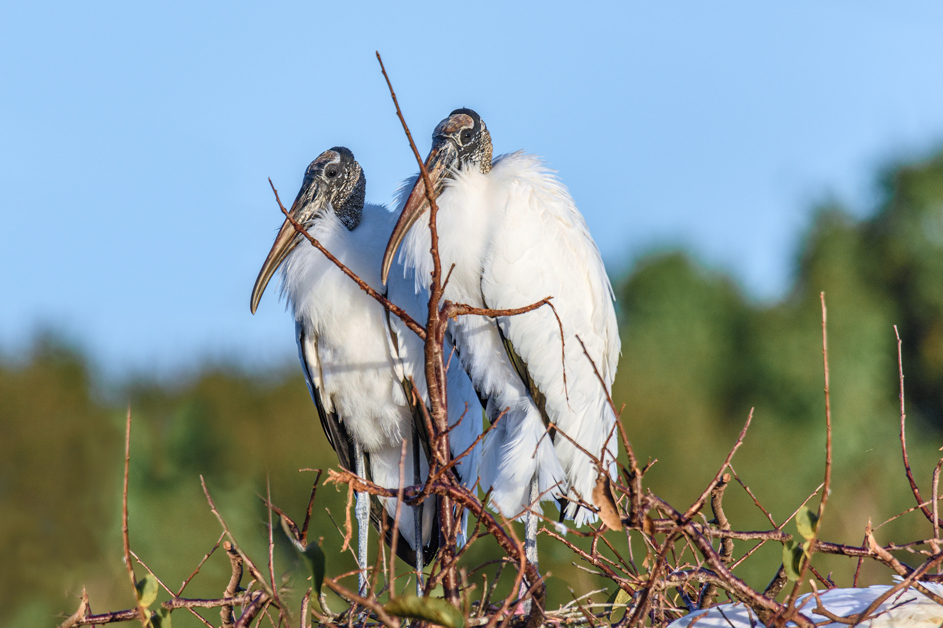 Nikon D810 + Sigma 50mm F2.8 EX DG Macro sample photo. Birds of a feather photography