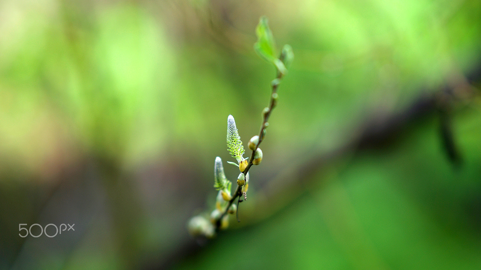 Sony FE 85mm F1.4 GM sample photo. Don't keep me waiting photography