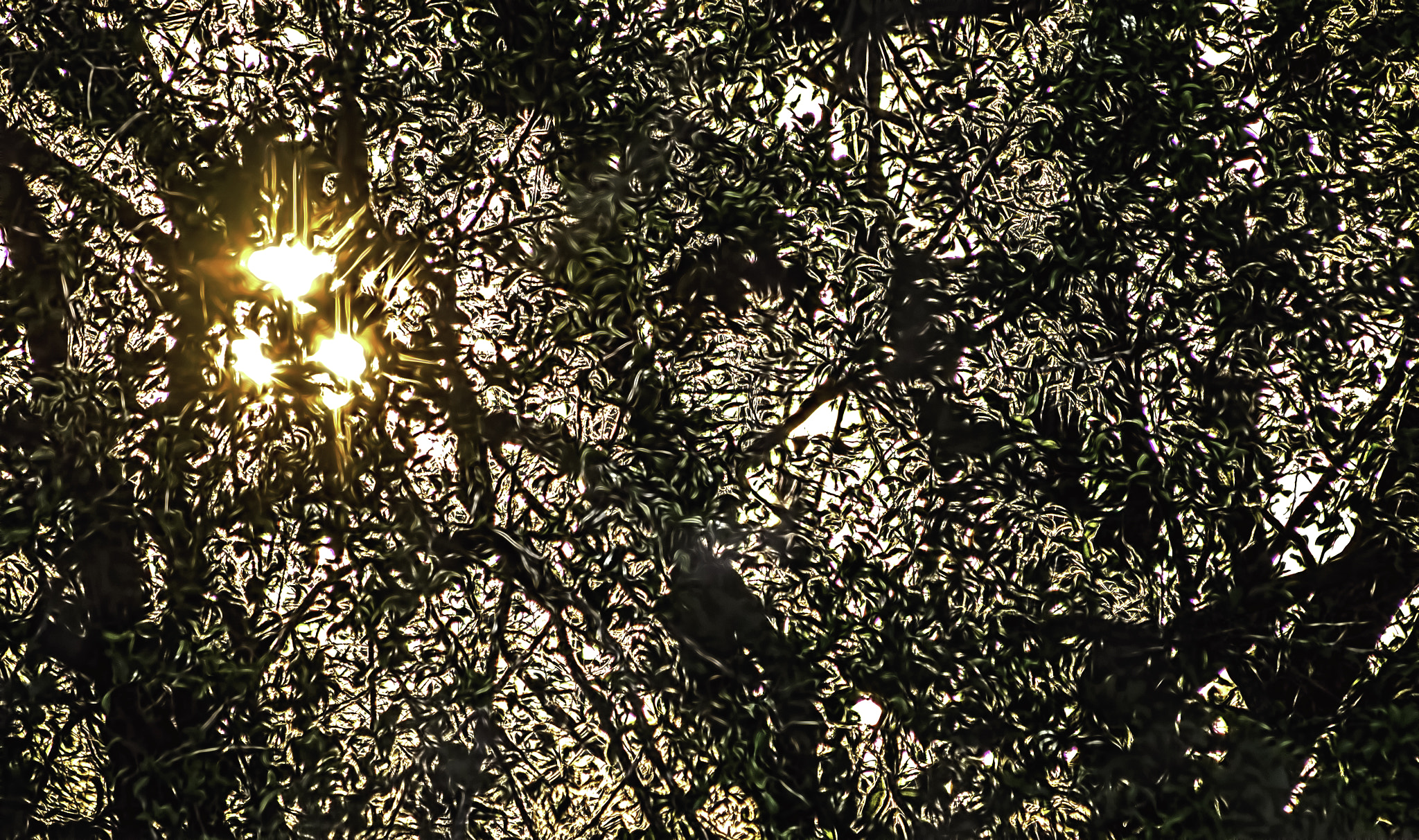 Sigma 70-300mm F4-5.6 APO DG Macro sample photo. Specks of light photography