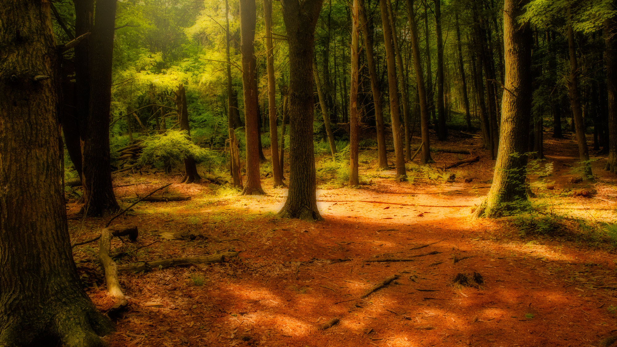 Nikon 1 J5 sample photo. Light in the woods photography
