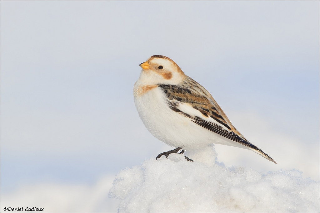 Canon EF 500mm F4L IS II USM sample photo. Roadside snow bunting photography