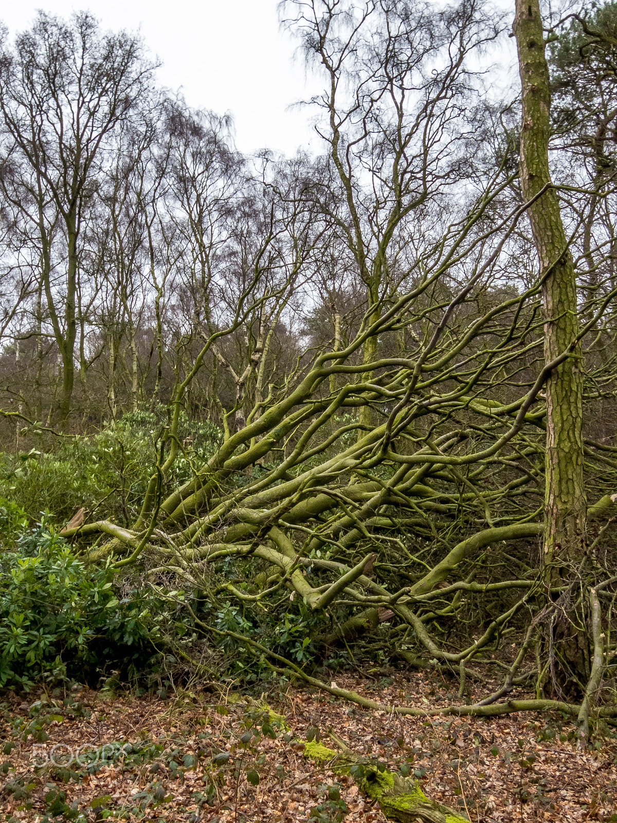 Fujifilm XF1 sample photo. Fallen tree photography