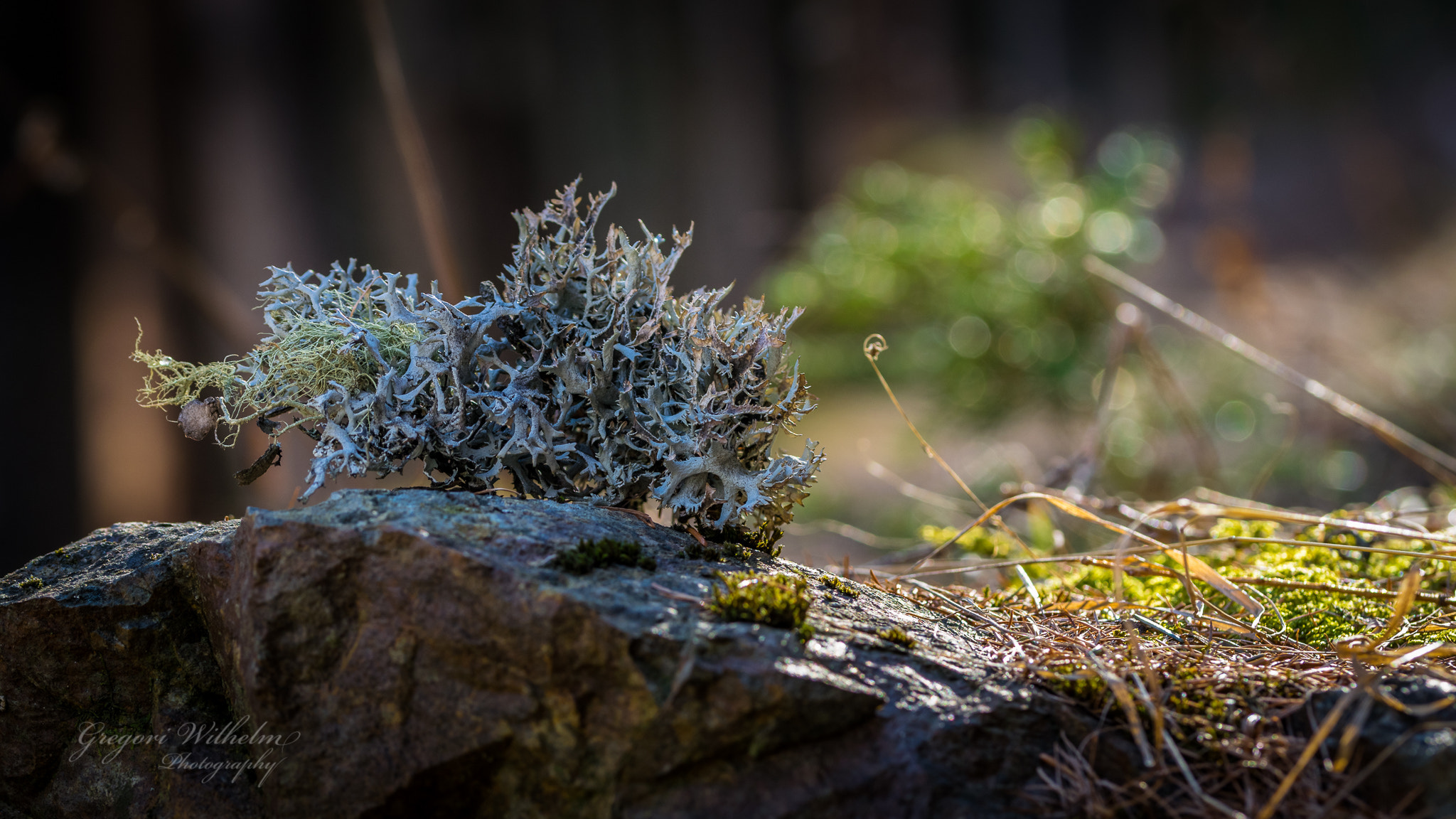 Sigma 105mm F2.8 EX DG OS HSM sample photo. Wood photography