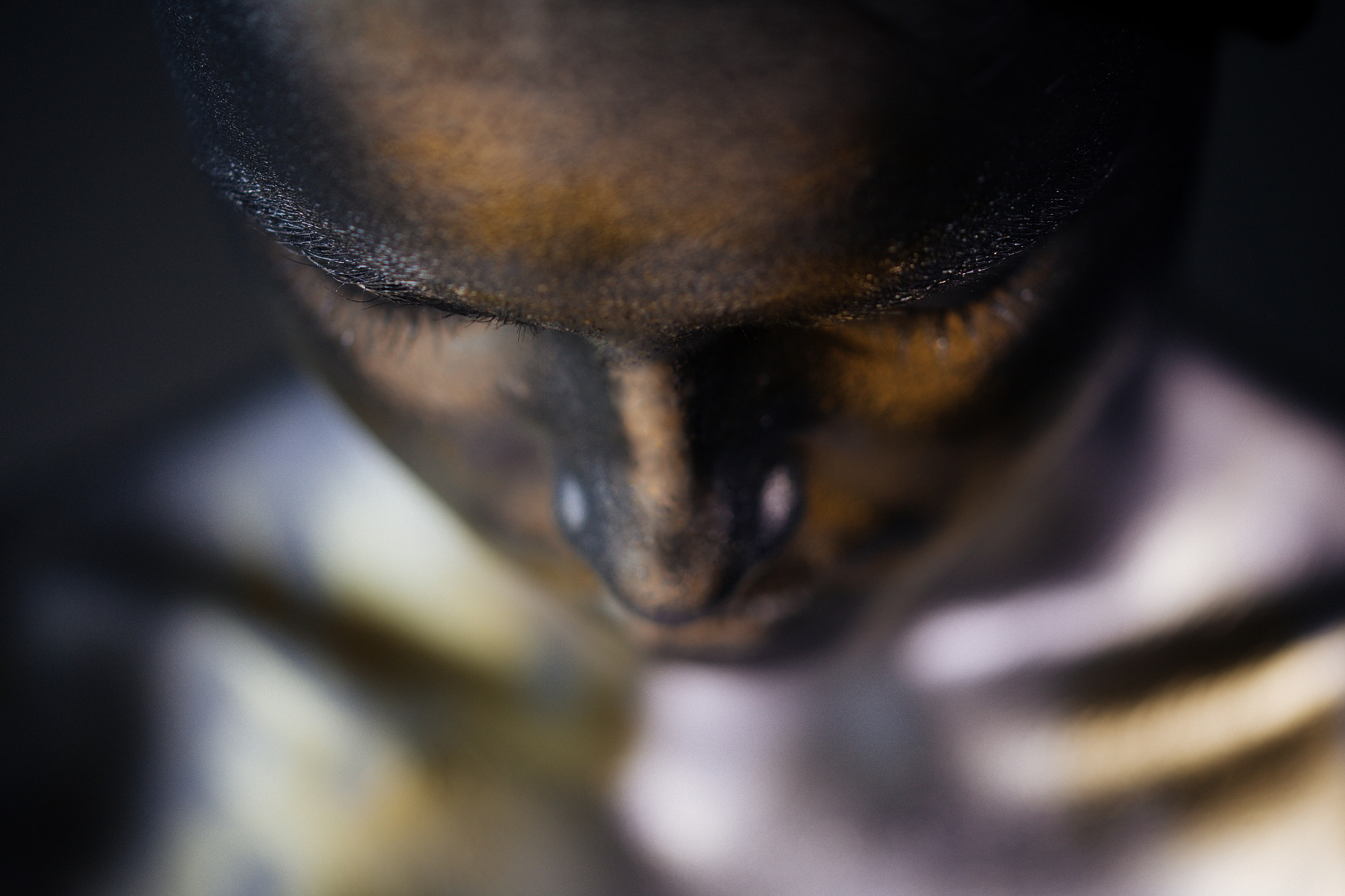 Sigma 105mm F2.8 EX DG OS HSM sample photo. Paint photography