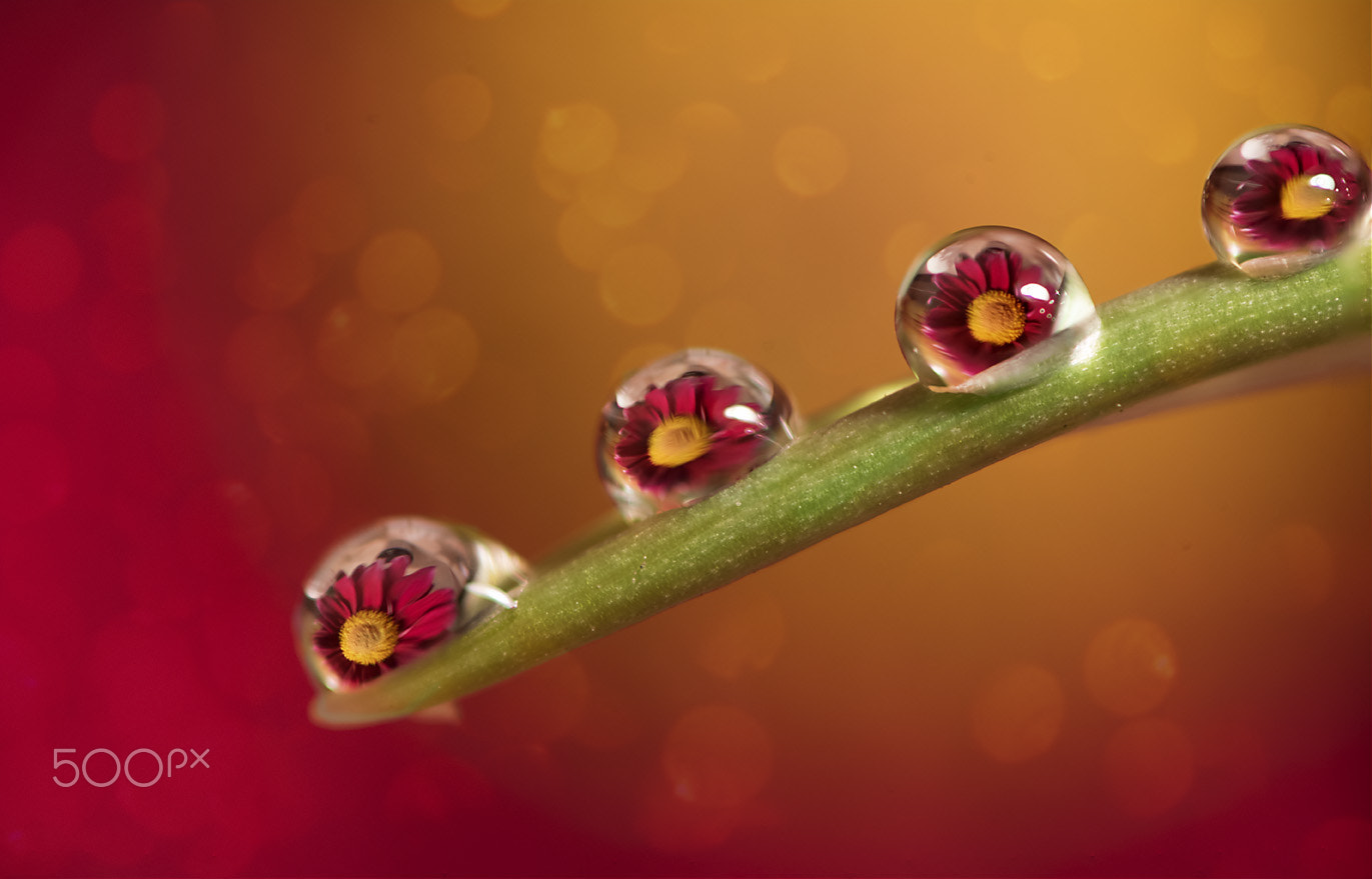 Tokina AT-X Pro 100mm F2.8 Macro sample photo. Drops photography