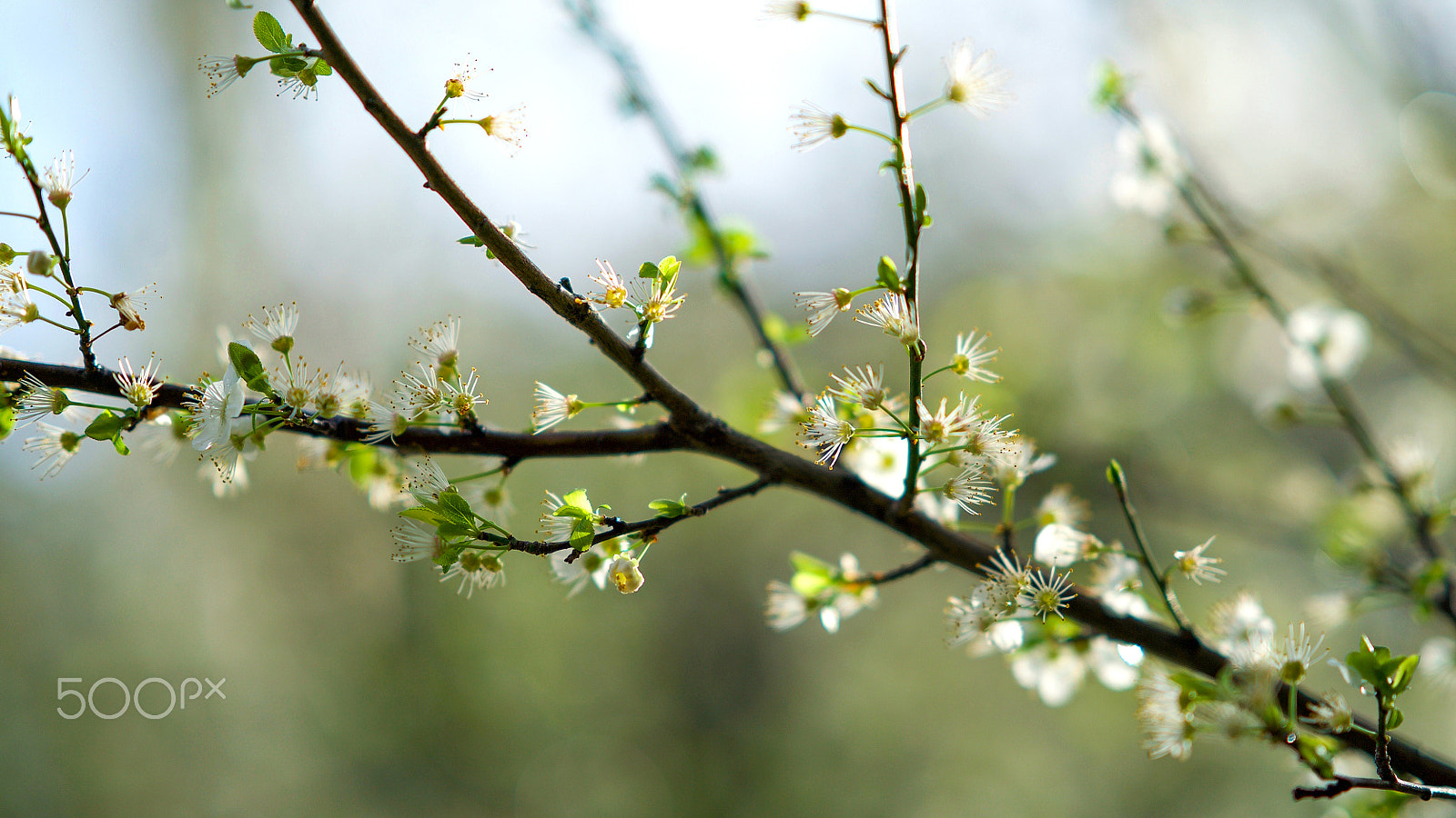 Sony FE 85mm F1.4 GM sample photo. I can always find it photography