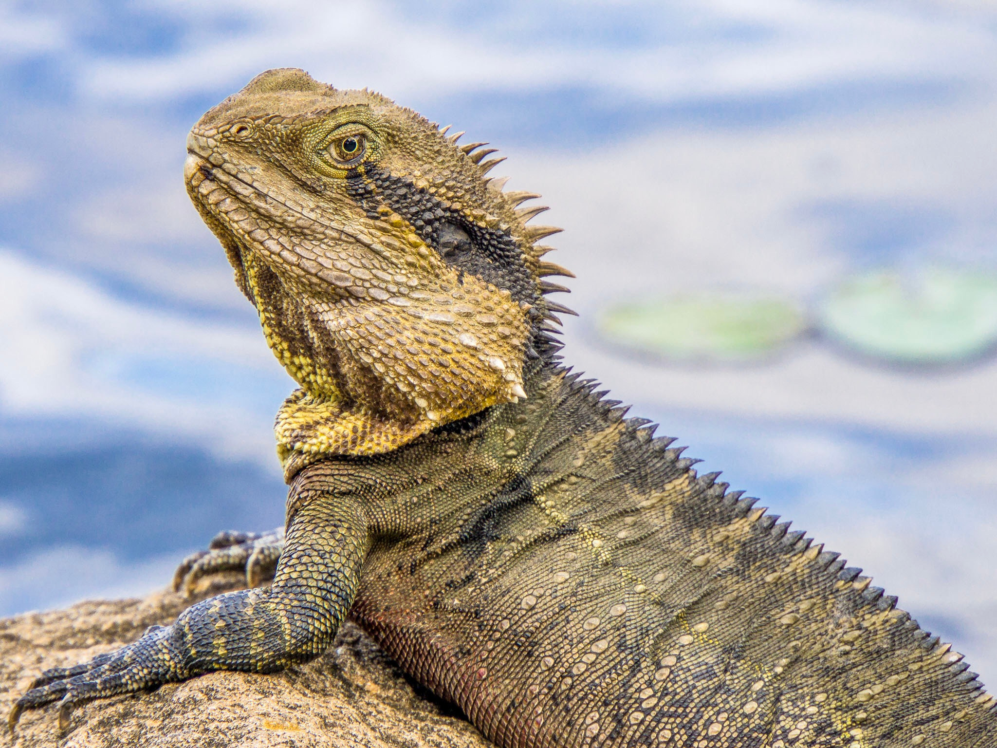 Sony a6000 + Sony E 18-200mm F3.5-6.3 OSS sample photo. East australian water dragon photography