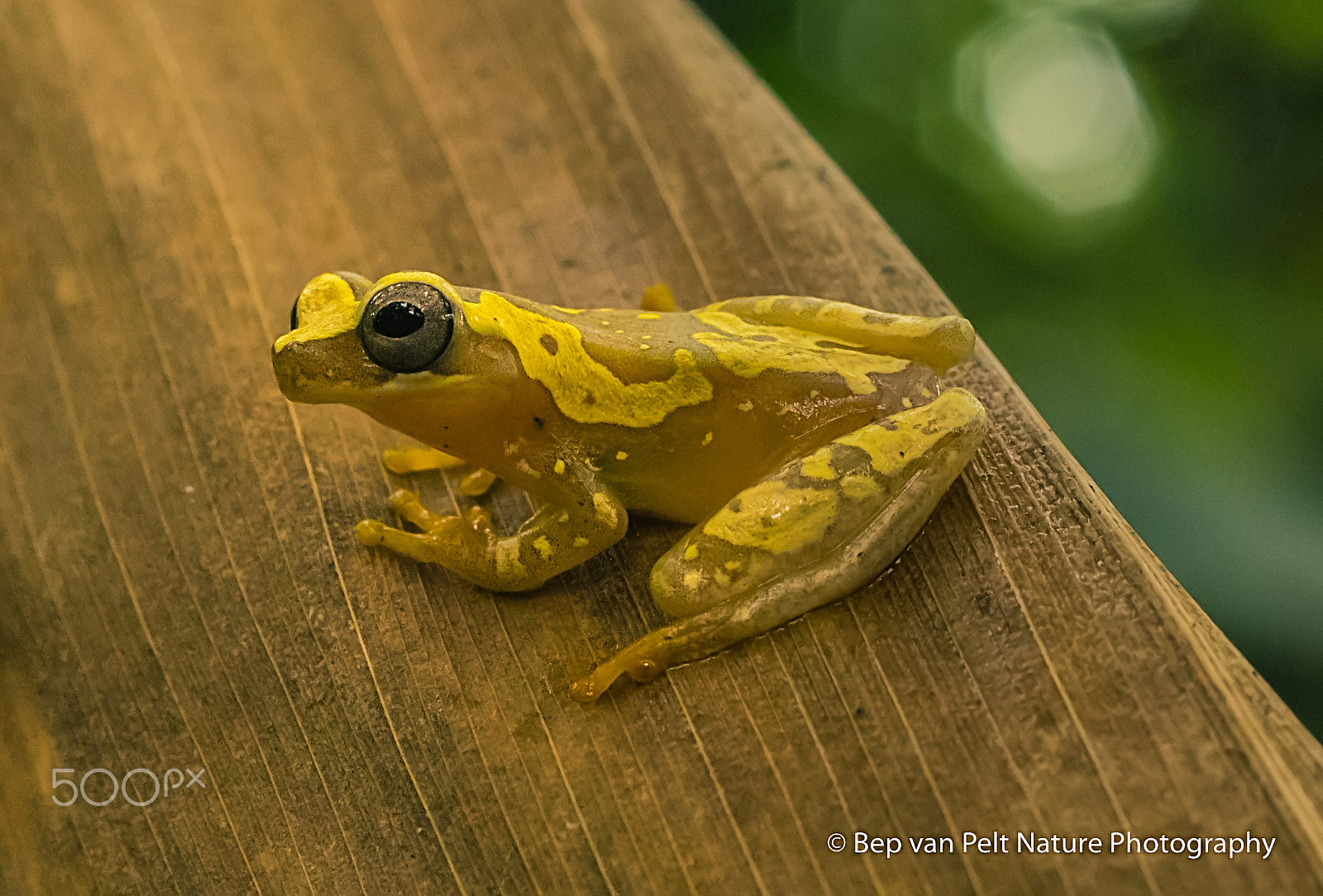 Nikon D500 sample photo. Pantless treefrog photography