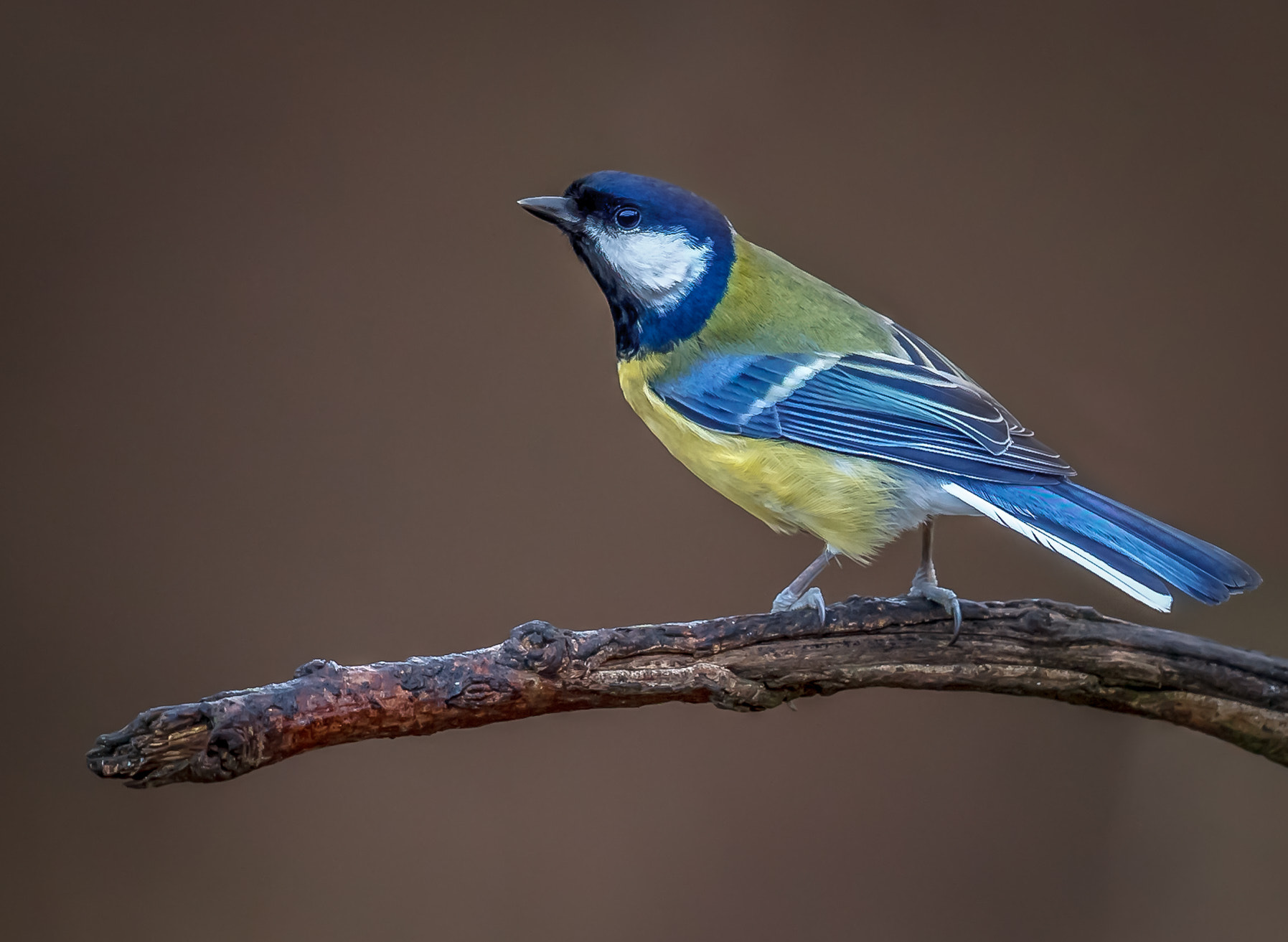 Canon EOS-1D Mark IV + Canon EF 500mm F4L IS II USM sample photo. Great tit photography