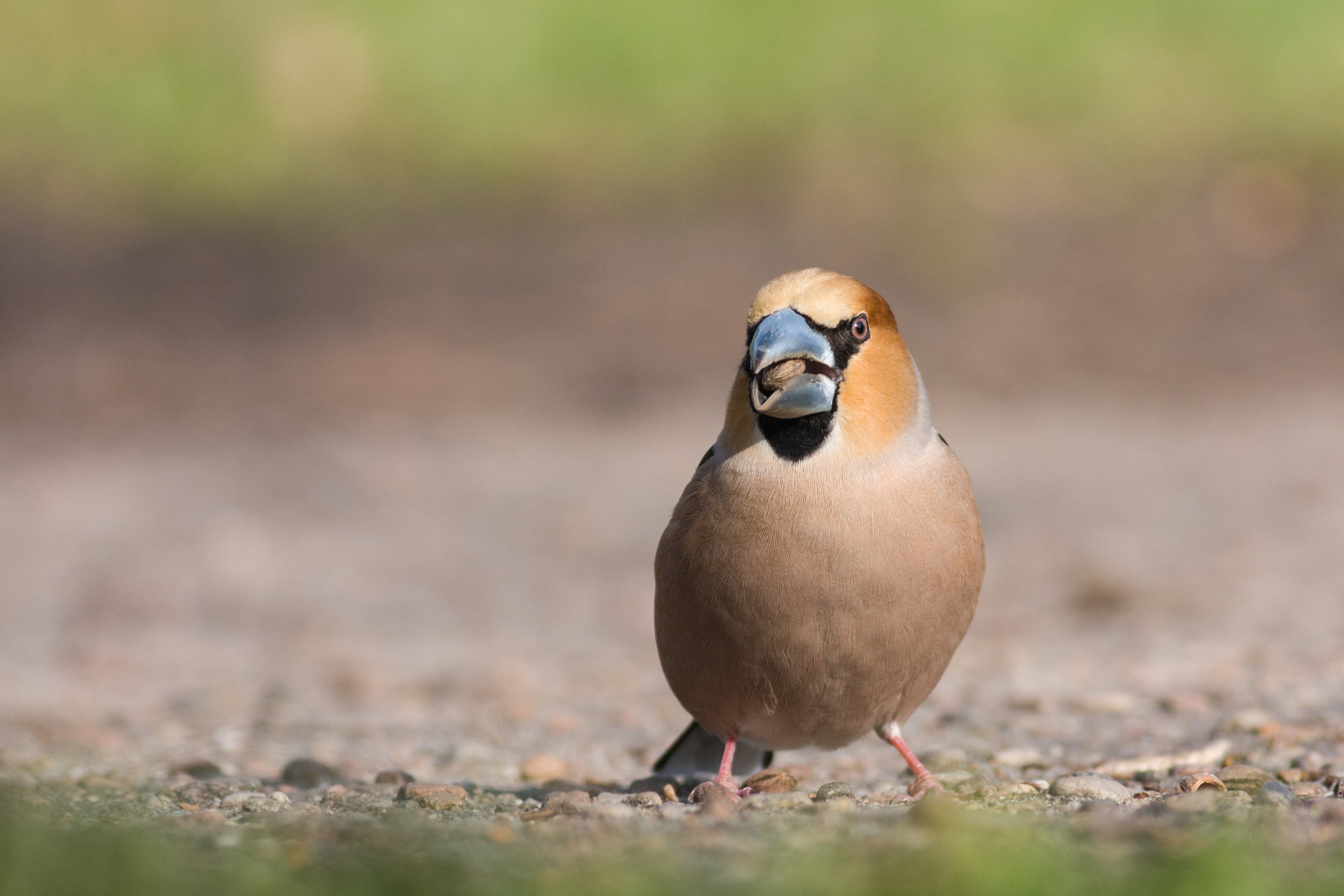 Canon EOS 40D + Canon EF 400mm F5.6L USM sample photo. Hawfinch photography