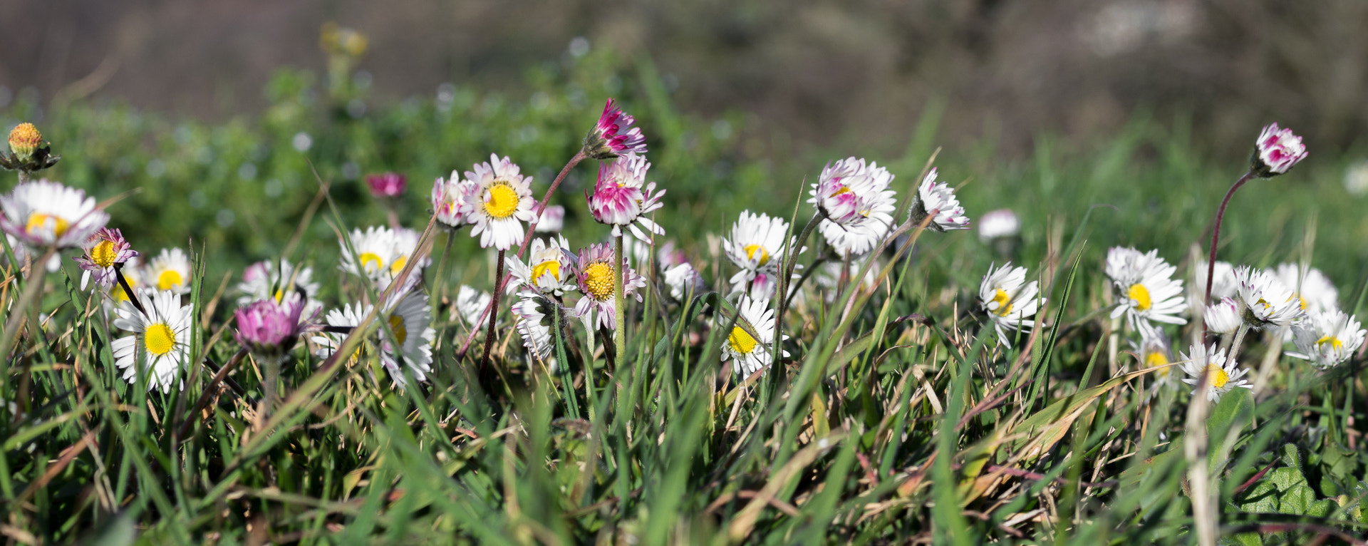 Pentax K-500 + Pentax smc D-FA 50mm F2.8 Macro sample photo. The field of daisies photography