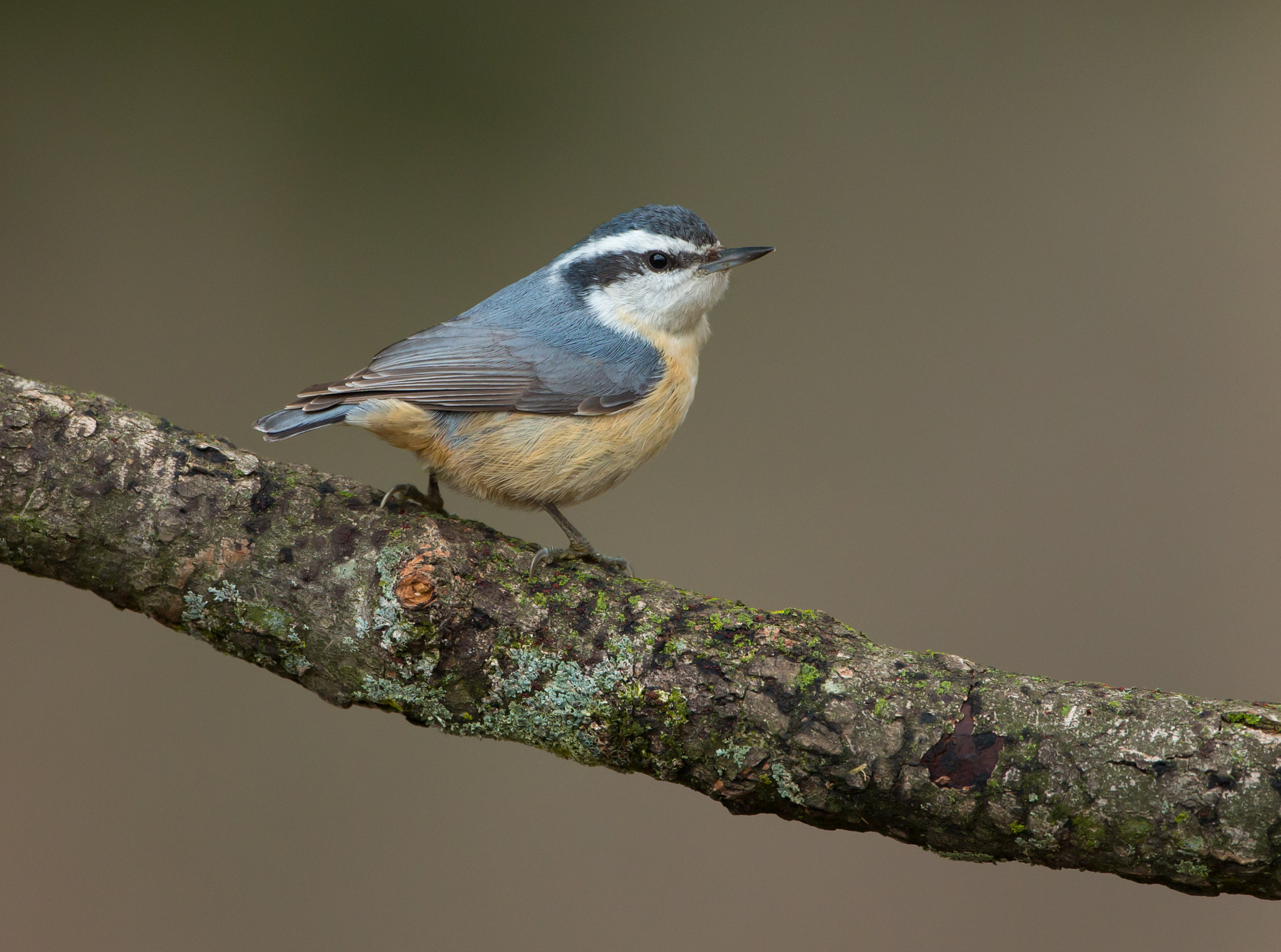 Canon EOS-1D X sample photo. Red breated nuthatch photography
