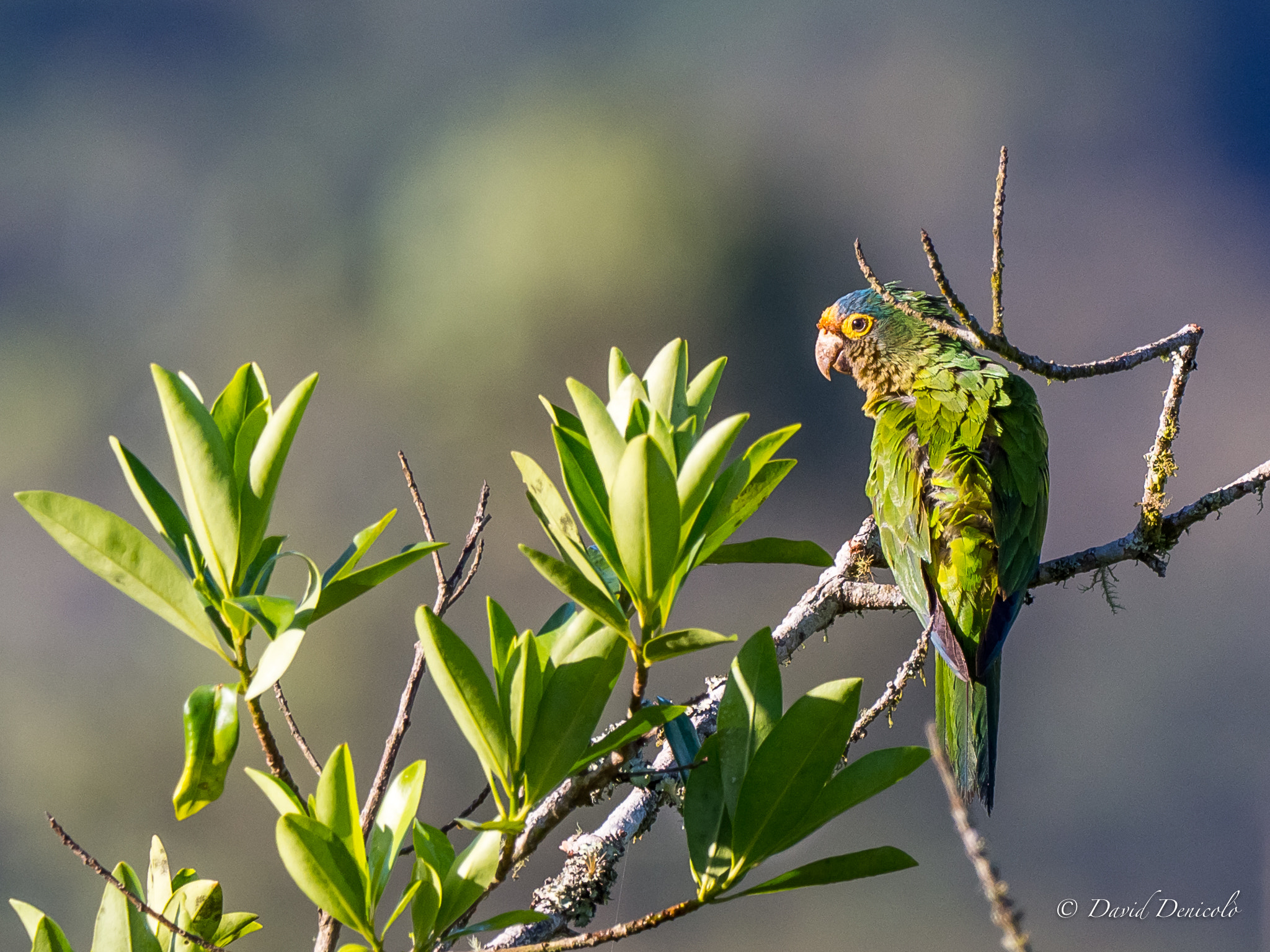 M.300mm F4.0 + MC-14 sample photo. Aratinga finschi? photography