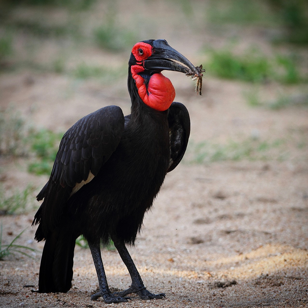 Canon EOS 7D + Canon EF 300mm F2.8L IS USM sample photo. A female southern ground hornbill collects some food for her chick. photography