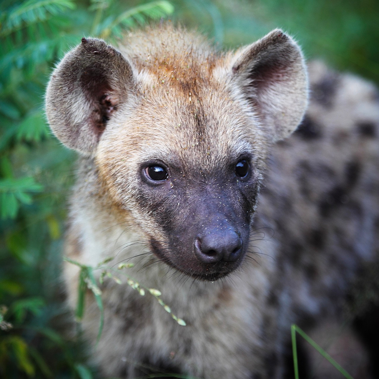 Canon EOS-1D Mark IV sample photo. A spotted hyena close up! photography