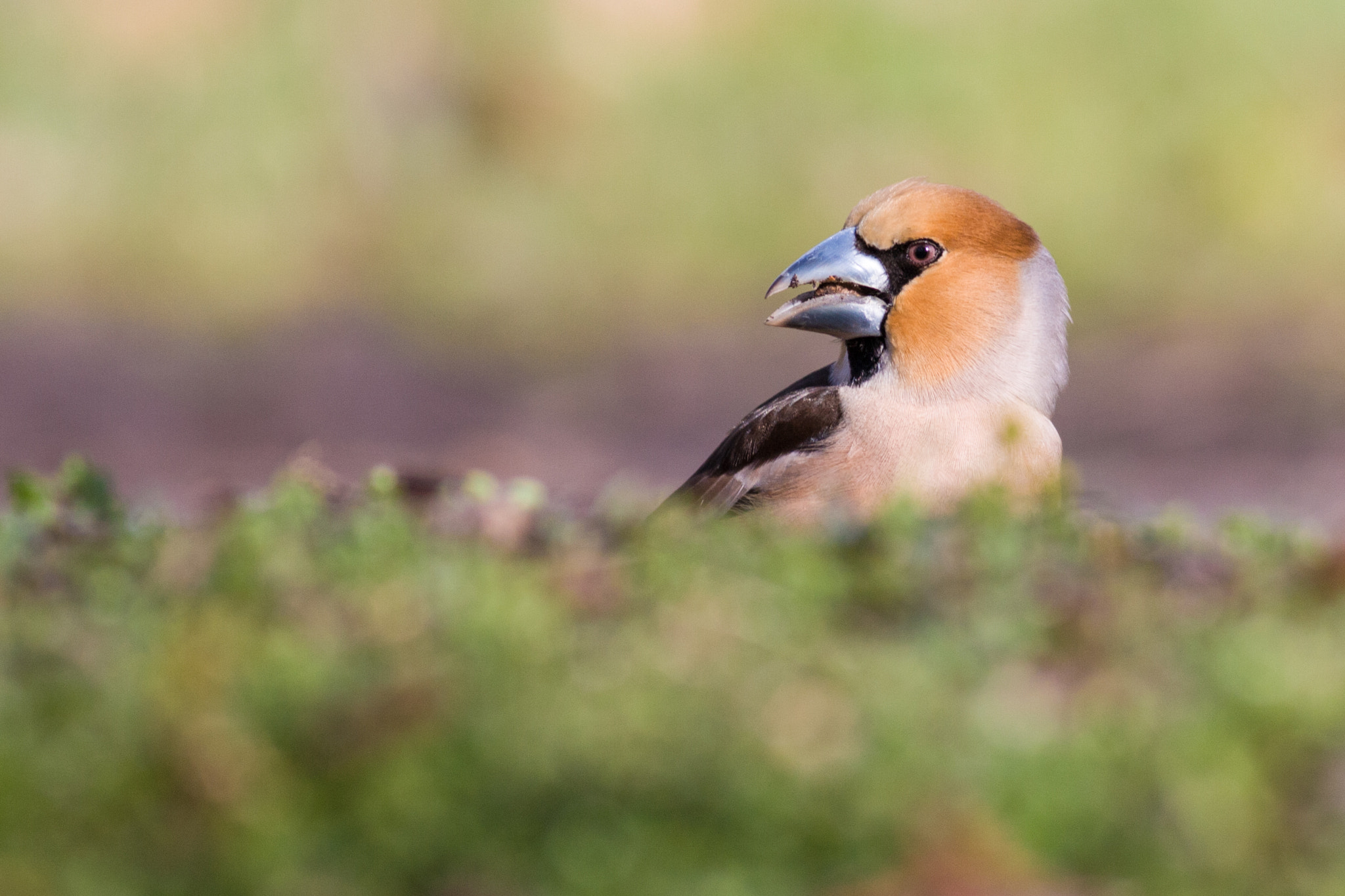 Canon EOS 40D + Canon EF 400mm F5.6L USM sample photo. Hawfinch photography