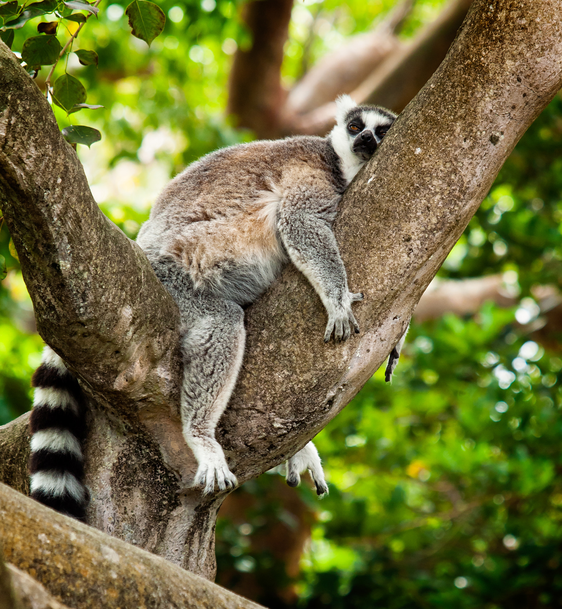 Olympus E-620 (EVOLT E-620) + Olympus Zuiko Digital ED 50-200mm F2.8-3.5 SWD sample photo. Ring-tailed lemur (lemur catta) taking a nap! photography