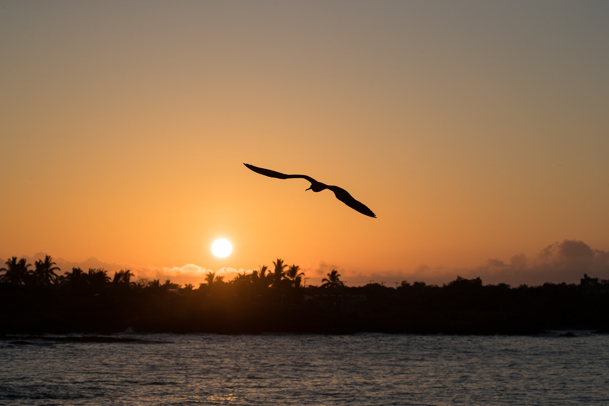 Canon EOS-1D X Mark II sample photo. Galapagos sunrise photography