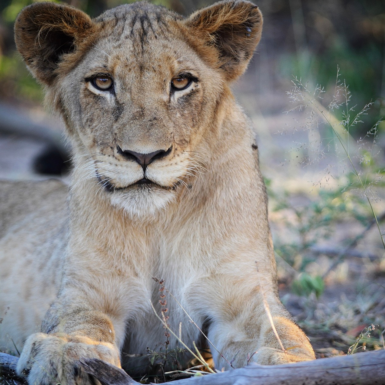 Canon EOS 7D sample photo. A lioness watches for an unsuspecting opportunity. photography