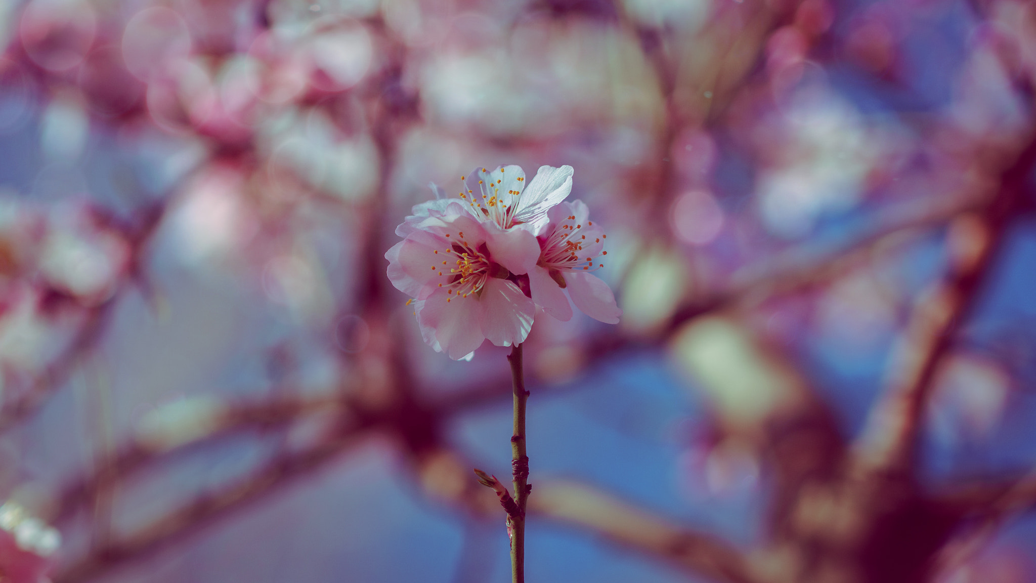 90mm F2.8 Macro SSM sample photo. Spring vintage photography