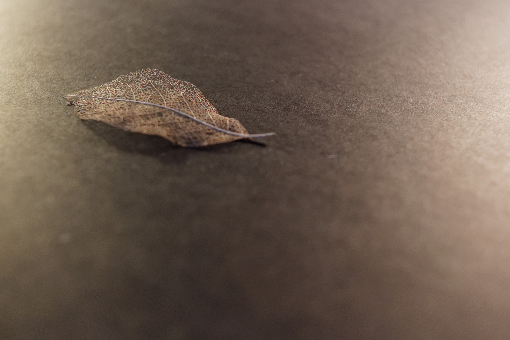 Canon EOS 700D (EOS Rebel T5i / EOS Kiss X7i) + Canon EF 28mm F2.8 sample photo. Leaf 2 photography
