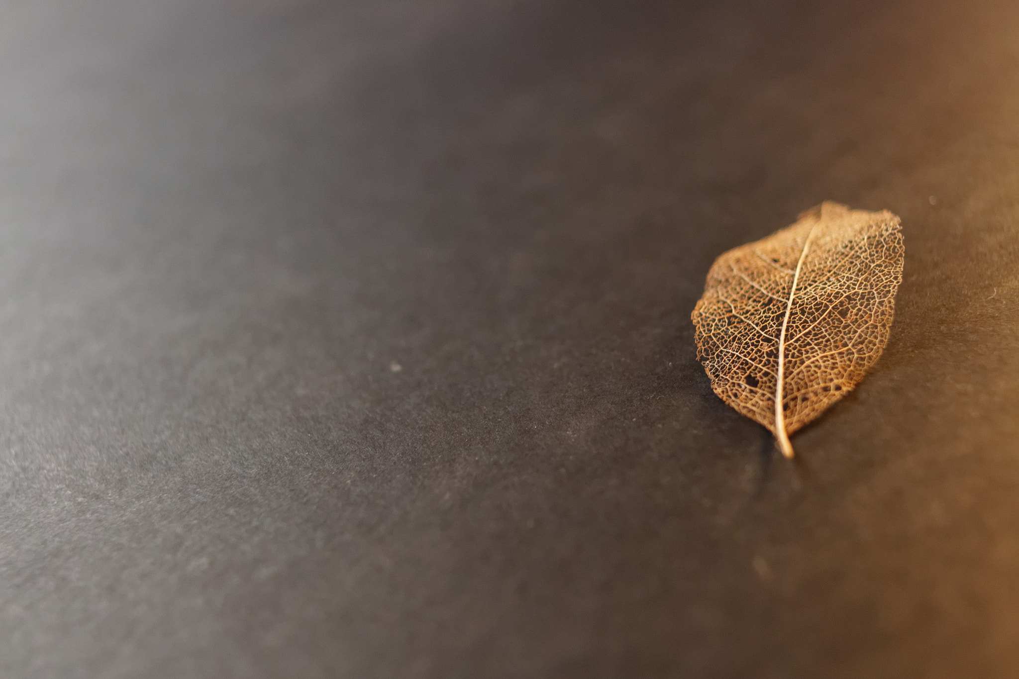 Canon EOS 700D (EOS Rebel T5i / EOS Kiss X7i) + Canon EF 28mm F2.8 sample photo. Leaf 1 photography