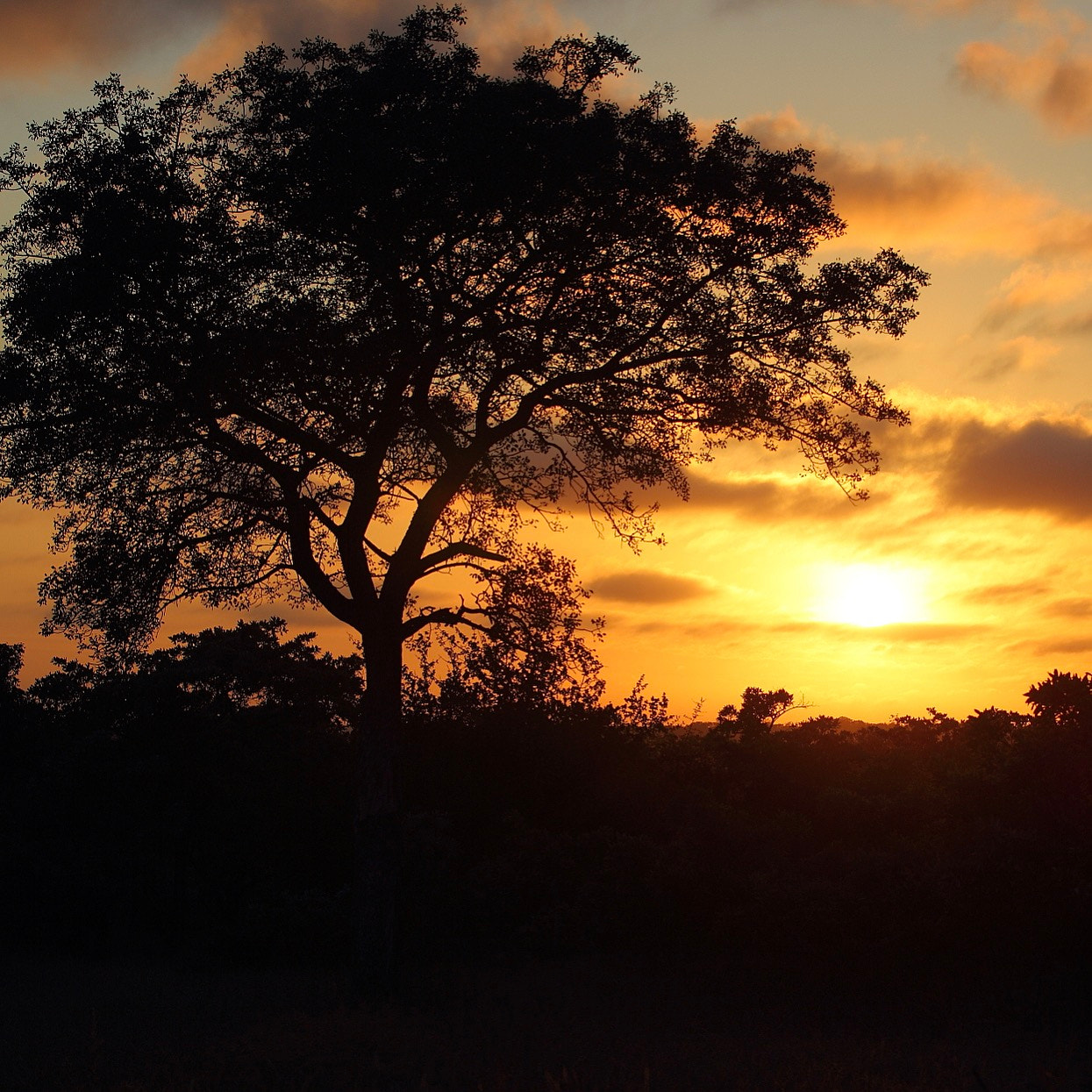 Canon EOS-1D Mark IV sample photo. A early morning african safari with a lovely sunrise. photography