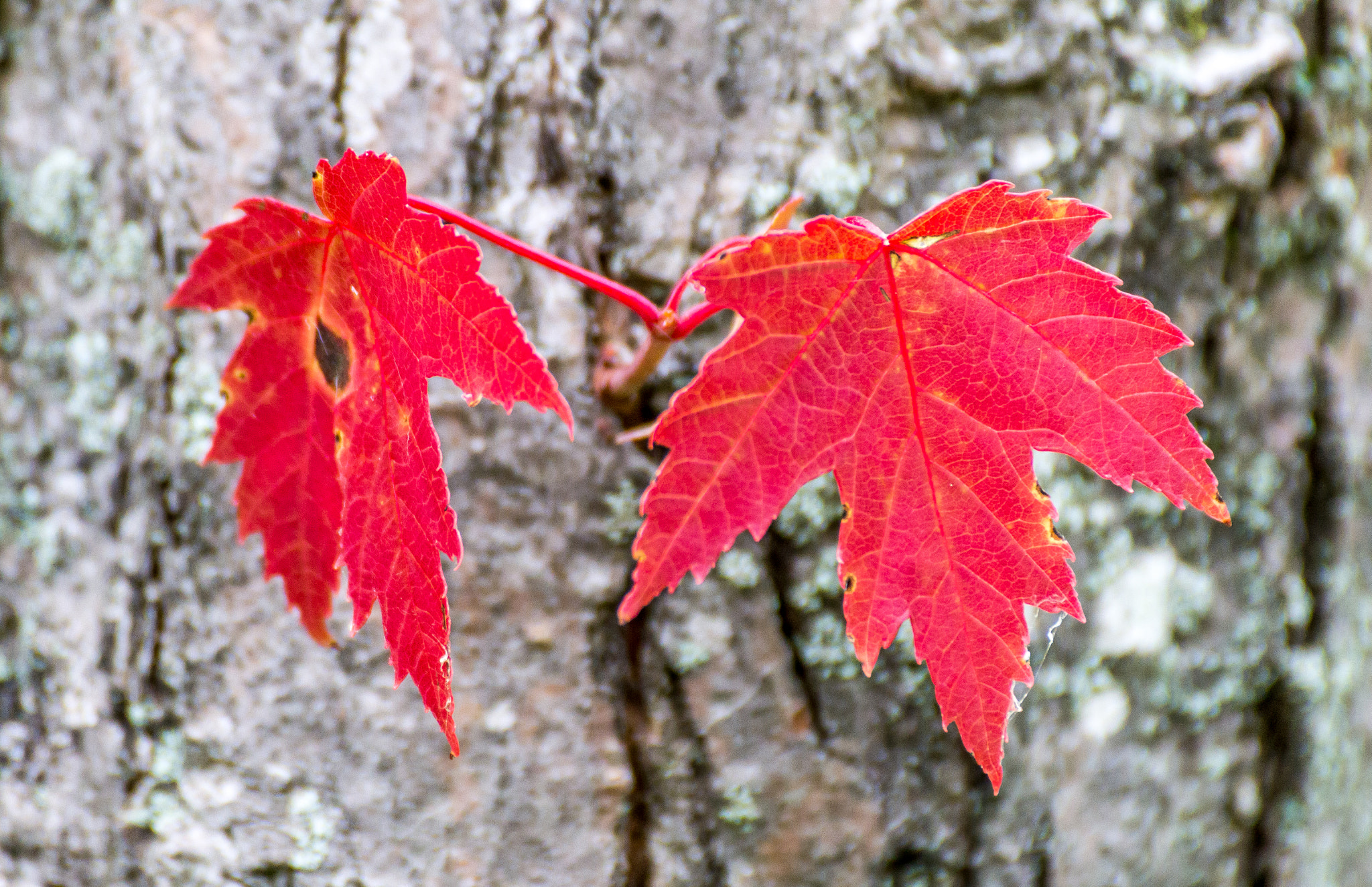 Canon EOS 60D sample photo. Red maple leaf photography