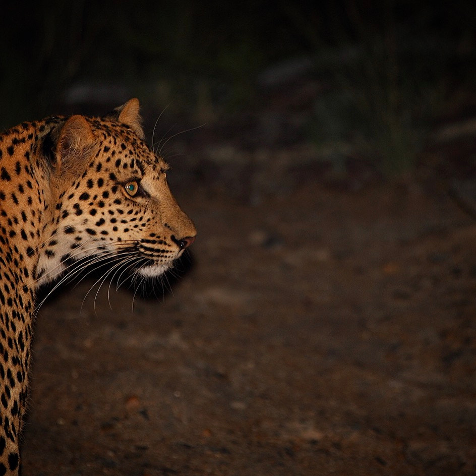 Canon EOS-1D Mark IV sample photo. A young female leopard seen on our way home from a safari. photography