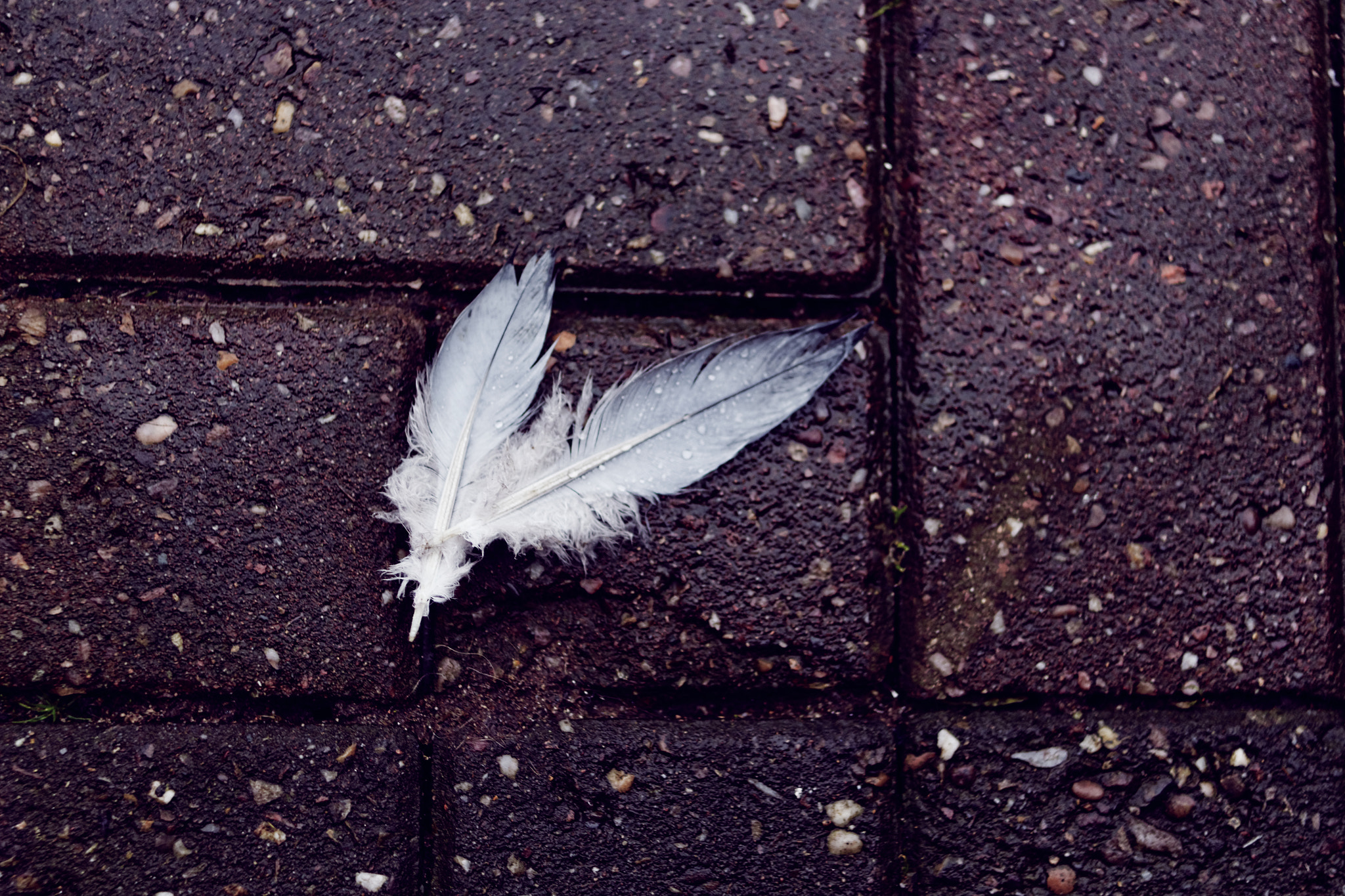 Canon EOS 700D (EOS Rebel T5i / EOS Kiss X7i) + Canon EF 28mm F2.8 sample photo. Feathers photography